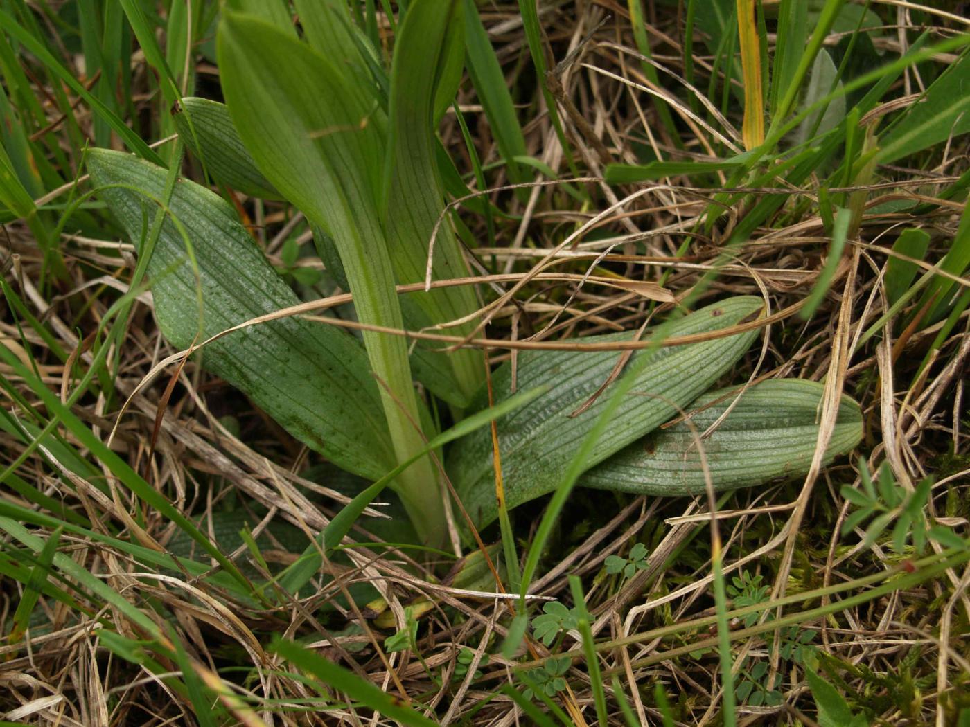 Orchid, Woodcock leaf